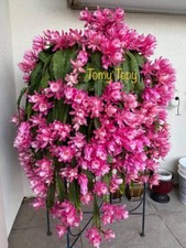 Unrooted cutting rare for sale  Albany