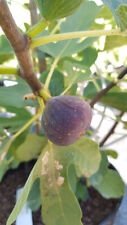 Ficus carica brunswick d'occasion  Mont-près-Chambord