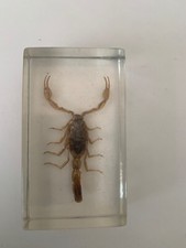 real scorpion for sale real scorpion for sale SOUTHAMPTON