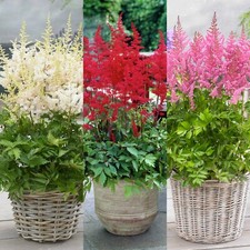 Astilbe plants pots for sale  GLASGOW