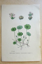 Botanique fleur planche d'occasion  Brioude