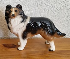 China rough collie for sale  ALNWICK