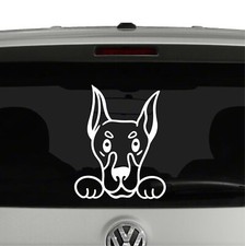 Doberman peeking dog for sale  Santee
