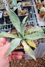 Agave megalacantha winterhart gebraucht kaufen  Remagen