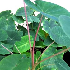 Colocasia esculenta pink d'occasion  Pouzauges