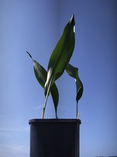 Aspidistra elatior indoor for sale  LLANDYSUL