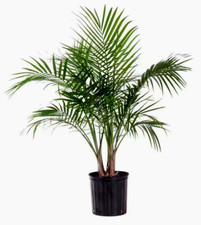 United nursery majesty for sale  Pompano Beach