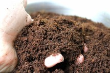 Coco coir worm for sale  KIDDERMINSTER