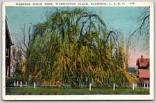 C1929 weeping birch for sale  Macon