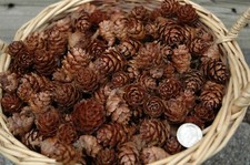 Small black spruce for sale  Ely