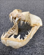 Mako shark jaw for sale  Englewood