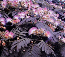 Summer chocolate mimosa for sale  Ravensdale