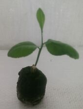 Lemon tree citrus for sale  PRESTON