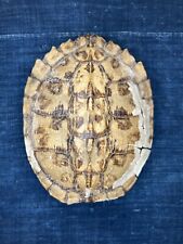 Vintage turtle shell for sale  Caldwell