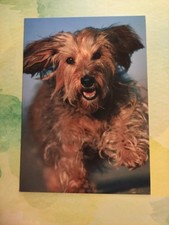 Dackel teckel dachshund gebraucht kaufen  Borna
