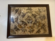 Truly rare antique for sale  Evansville