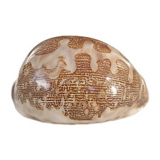 Vintage sea shell for sale  Danville