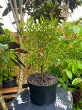 Narrow leaf ficus for sale  Bonita Springs