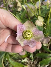 Christrose grün rot gebraucht kaufen  Neubrandenburg