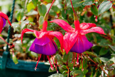 Fuchsia purple fountain for sale  WORKSOP