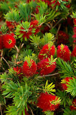 Callistemon citrinus callistem usato  Torino