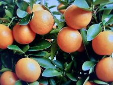 Meiwa kumquat tree for sale  Buda