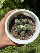 Beautiful cactus ariocarpus for sale  Sherman Oaks