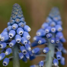 Traubenhyazinthe blue magic gebraucht kaufen  Deutschland