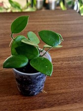Hoya chouke small for sale  CHIPPING NORTON