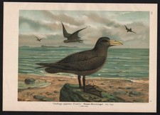 1880 - Litografia colorida Storm Petrels Giant Petrel Procellariidae Naumann comprar usado  Enviando para Brazil