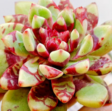 Echeveria bloody jelly for sale  Miami