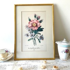Redoute framed botanical for sale  FELIXSTOWE