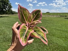 Rare aglaonema pink for sale  Sheridan