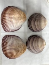 Conchiglie cardium cadokia usato Conchiglie cardium cadokia usato  Novara