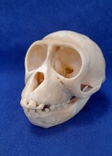 Monkey skull possibly for sale  LONDON