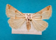 Expl eublemma amoena gebraucht kaufen  Halle