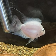 Platinum parrot cichlids for sale  Gilbertsville