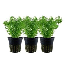 Aquarium pflanze stück gebraucht kaufen  Worms