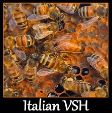 Live italian queen for sale  Fort Lauderdale