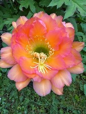 Ibrido trichocereus ka2019.204 usato  Spedire a Italy
