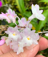 Rare dendrobium mutabile for sale  LONDON