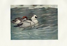 Smew duck 1913 for sale Smew duck 1913 for sale  COLEFORD