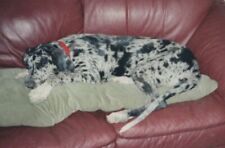 Great dane sleeping for sale  Mission