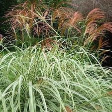 Miscanthus sinensis variegatus d'occasion  Pouzauges