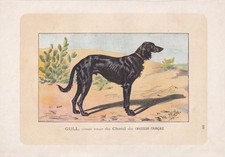 1896 saluki dog for sale  BIDEFORD