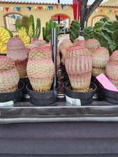 Rainbow hedgehog cactus for sale  Harlingen