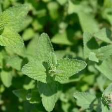 Catnip seeds seeds for sale  Shasta Lake