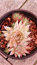 Sempervivum saxon for sale  CAMBRIDGE