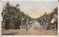 Agriculture picking oranges for sale  Brooklyn