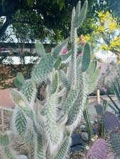 Hairy cactus snow for sale  Cathedral City